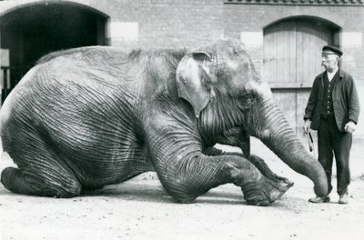 1914年4月、ロンドン動物園のキーパーチャールズエイルズにメスのインドゾウ「サファカリ」（黒薔薇）が横になっている 作： Frederick William Bond